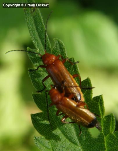 Rotgelber Weichkäfer