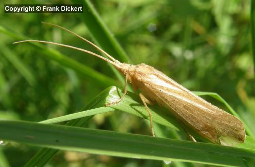 Limnephilus spec.