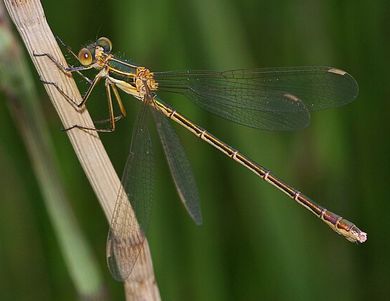 Lestes sponsa - Weibchen