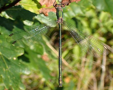 Chalcolestes viridis