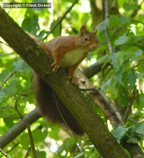 Eichhörnchen