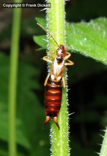 Gemeiner Ohrwurm - Weibchen