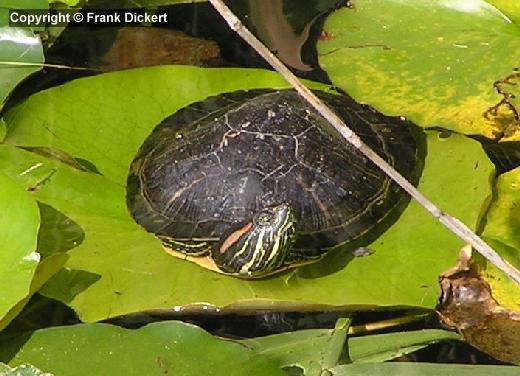 Rotwangen-Schmuckschildkröte