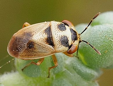 Geocoris (Geocoris) collaris