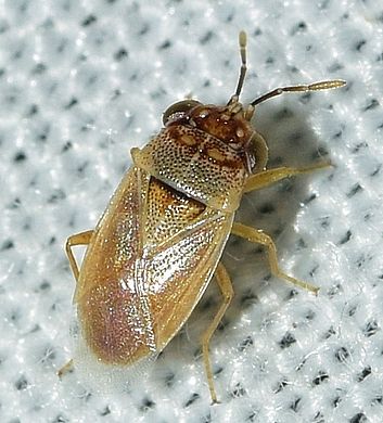 Geocoris (Geocoris) phaeopterus