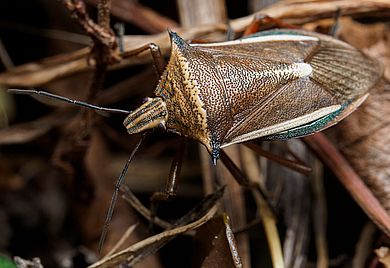 Andrallus spinidens