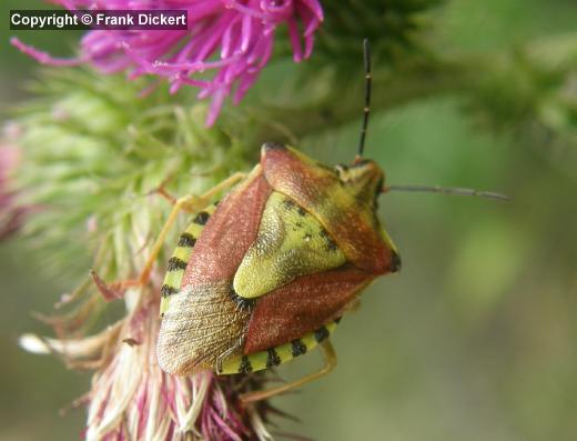 Carpocoris (Carpocoris) pudicus