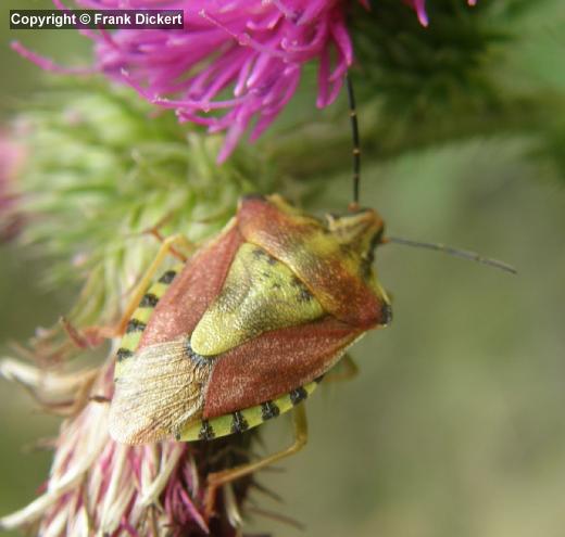 Carpocoris (Carpocoris) pudicus