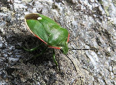 Chlorochroa (Rhytidolomia) reuteriana