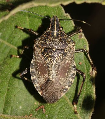 Erthesina acuminata