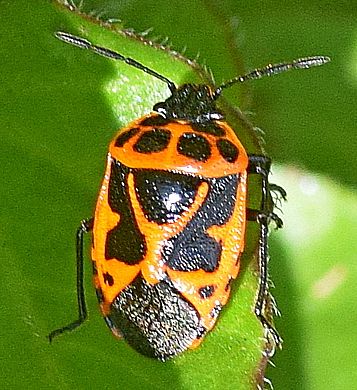 Eurydema (Rubrodorsalium) dominulus