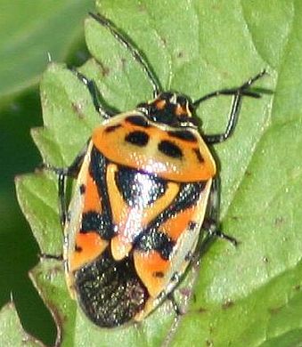 Eurydema (Eurydema) ornata