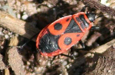 Pyrrhocoris apterus