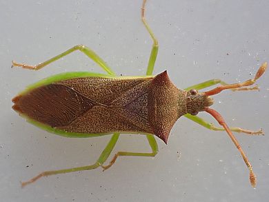 Gonocerus insidiator