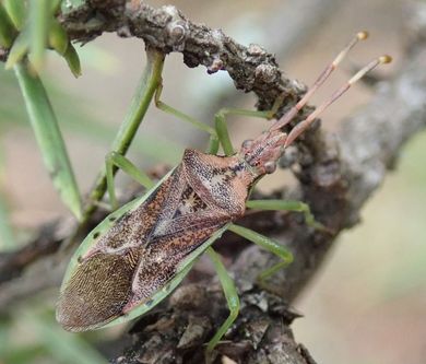 Gonocerus juniperi