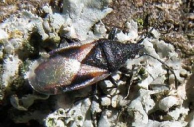 Oxycarenus (Oxycarenus) lavaterae