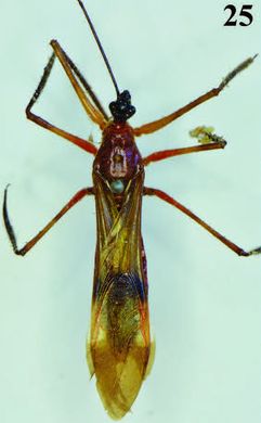 Hiranetis membranacea - Weibchen