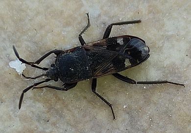 Lanchnophorus singalensis