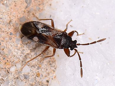 Lanchnophorus singalensis