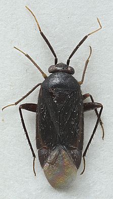 Abietocapsus dissimilis - Männchen