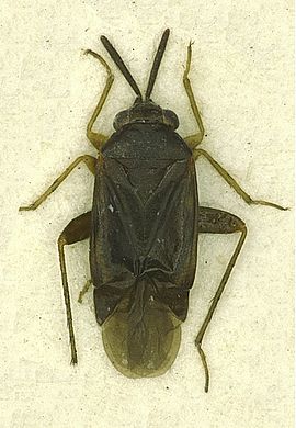 Atractotomus parvulus - Männchen