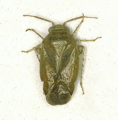 Campylomma atlanticus - Männchen