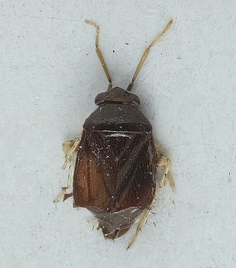 Campylomma pusillus - Männchen