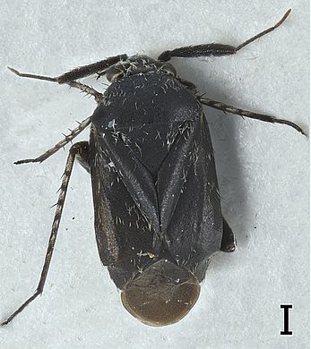 Heterocapillus tigripes - Männchen