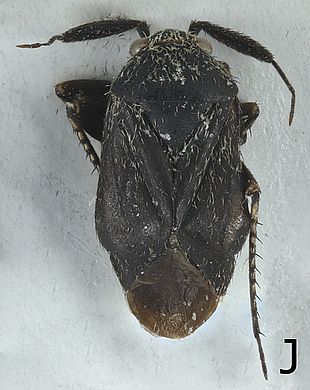 Heterocapillus tigripes - Weibchen