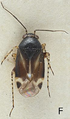 Lobicris basalis - Männchen