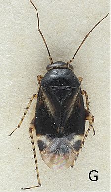 Lobicris basalis - Weibchen