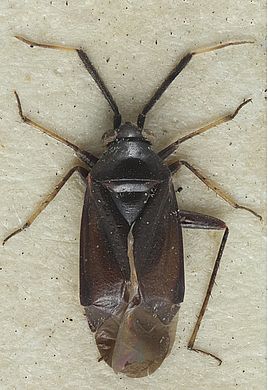 Psallus (Phylidea) validicornis - Männchen