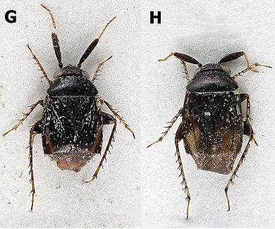 Salicarus genistae - Männchen und Weibchen