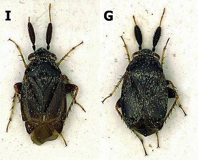 Salicarus nitidus - Männchen und Weibchen