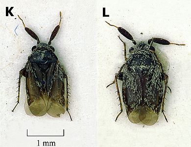 Salicarus perpusillus - Männchen und Weibchen