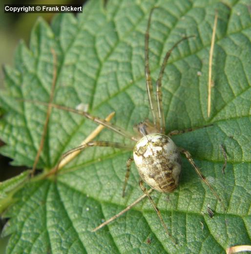 Echte Herbstspinne