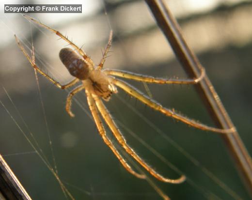 Echte Herbstspinne