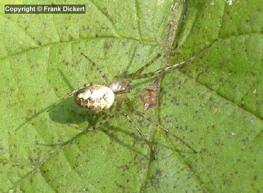 Echte Herbstspinne - Weibchen