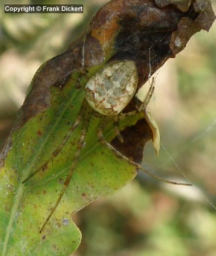 Echte Herbstspinne