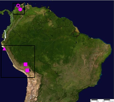 Verbreitung der hier beschriebenen neuen Arten von Linothele Karsch, 1879 in Kolumbien und Peru (L. abispa sp. nov., Quadrate; L. gaboi sp. nov., Stern; L. wallacei sp. nov., Dreieck; L. wiwa sp. nov., Sechseck), sowie Fundorte der neu beschriebenen Exemplare von L. curvitarsis Karsch, 1879 aus Kolumbien Sherwood et al. (2023)