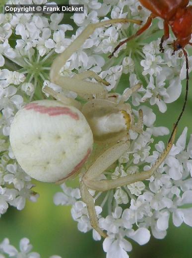 Veränderliche Krabbenspinne - Weibchen