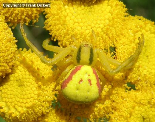 Veränderliche Krabbenspinne - Weibchen