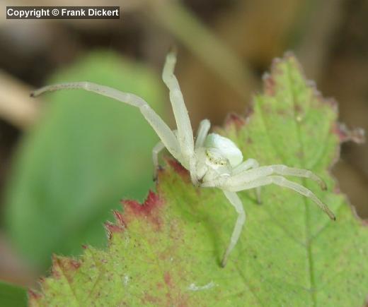 Veränderliche Krabbenspinne - Jungweibchen