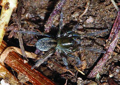 Tricholathys chenzhenningi - Männchen