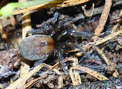 Tricholathys chenzhenningi - Weibchen