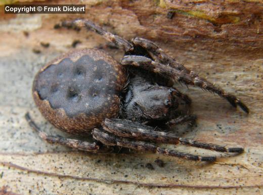 Gewöhnliche Spaltenkreuzspinne - Weibchen