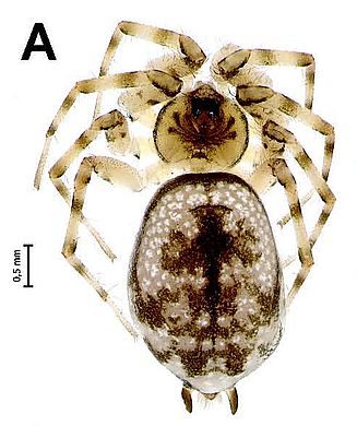 Oecobius dariusi - Weibchen