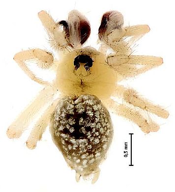 Oecobius pasargadae - Männchen