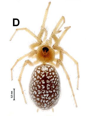 Oecobius pasargadae - Weibchen