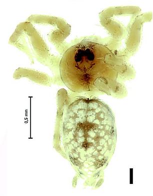 Oecobius zagros - Männchen